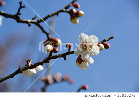 冬至李子花 冬至李子花 13816272