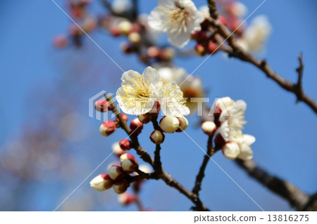 冬至李子花 冬至李子花 13816275