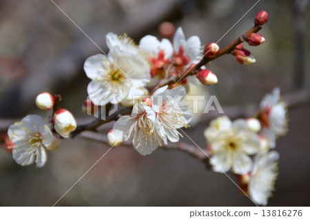 冬至李子花 13816276