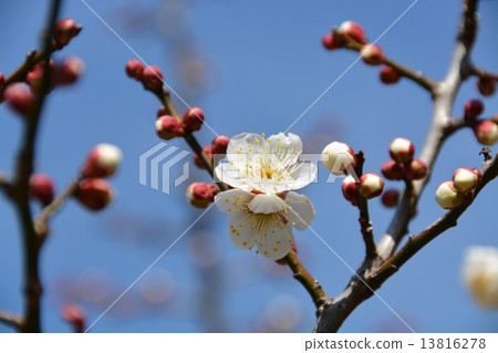 冬至李子花 冬至李子花 13816278