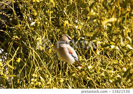 Mistletoe和Hillenak Mistletoe和Hillenak 13821530