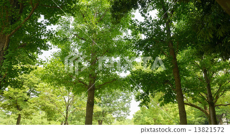 Forest 13821572