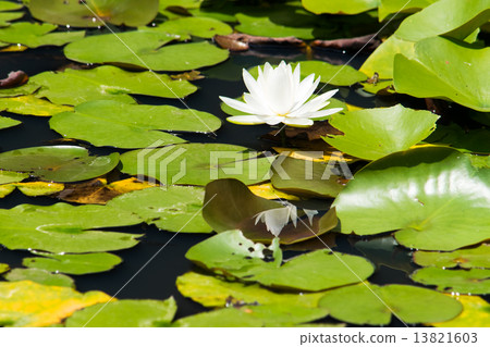 荷花池,浪端的白色泡沫百合花 荷花池,浪端的白色泡沫百合花 13821603