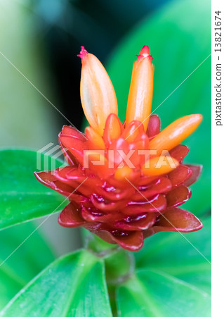 Cotuts · Kurubi Burakuteatsu, Ohosha Kuya Department 13821674