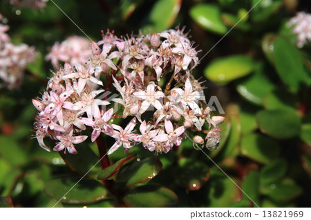 Gold flower tree flower 13821969