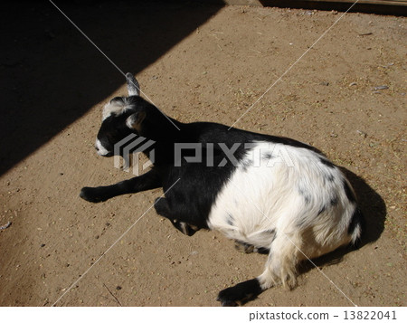 新奧爾良·Au-Dupont動物園 新奧爾良·Au-Dupont動物園 13822041