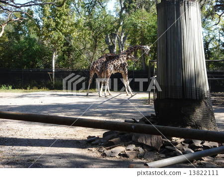 新奧爾良·Au-Dupont動物園 新奧爾良·Au-Dupont動物園 13822111
