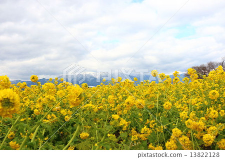 Rape flower and Hirao mountain system _ 2 13822128