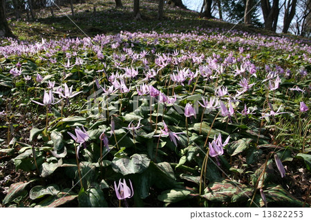 Katakuri flowers Katakuri flowers 13822253