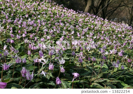 Katakuri flowers Katakuri flowers 13822254