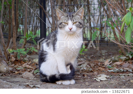 看起來向前坐的照相機Sabatra白色貓 13822671