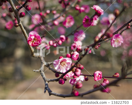 盛開的梅花 盛開的梅花 13822703