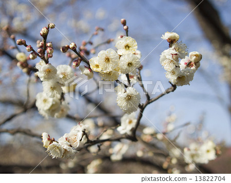 開花的白梅 開花的白梅 13822704