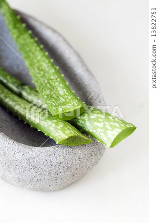 Fresh aloe vera Fresh aloe vera 13822751