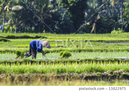 Rice Planting Rice Planting 13822975
