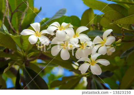 Frangipani flowers Frangipani flowers 13823150
