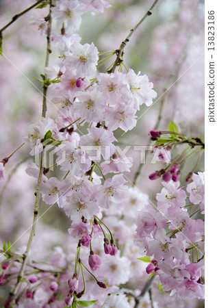 Dead brown cherry tree 13823186