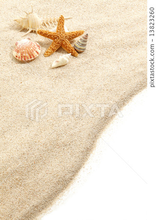 Shellfish and starfish on the sandy beach 13823260