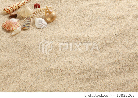 Shellfish and starfish on the sandy beach 13823263