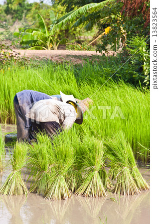 Farmer in rice field, Thailand 13823564