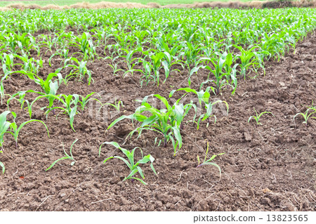 Corn field in Thailand 13823565