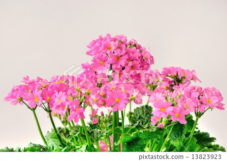 Pink Primula Flower Pink Primula Flower 13823923