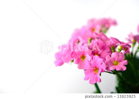 Pink Primula Flower 13823925