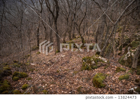 Forest landscape Forest landscape 13824473