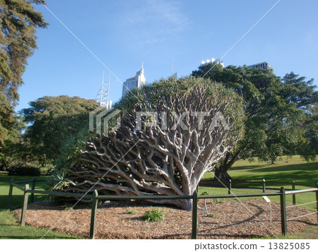 Dracena Draco Dracena Draco 13825085