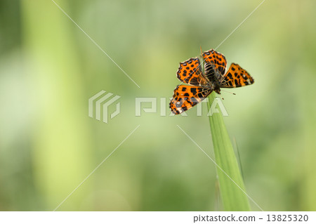Araschnia levana butterfly on a green leaf 13825320