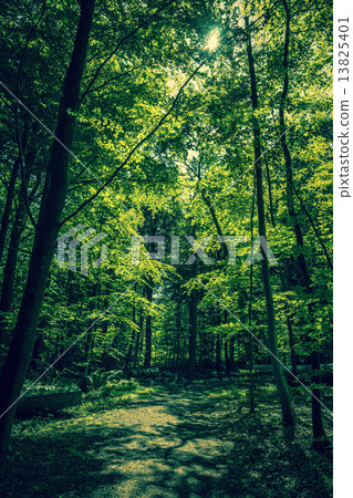 Green trees in a forest clearing 13825401