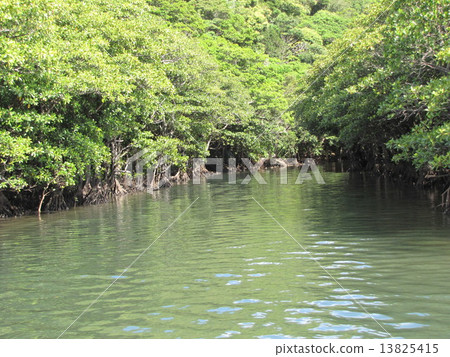 Mangrove of the Urauchi River 13825415
