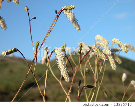 Naga Bono Cloverfish Wreck 13825713