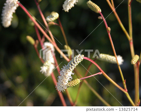 Naga Bono Cloverwalker Naga Bono Cloverwalker 13825714