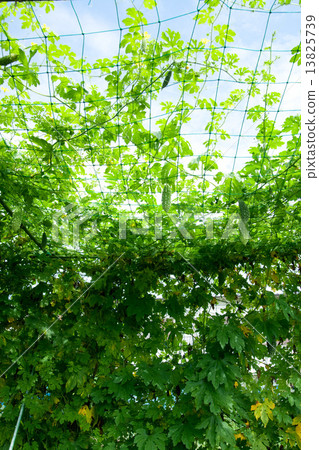 苦瓜綠色窗簾 13825739