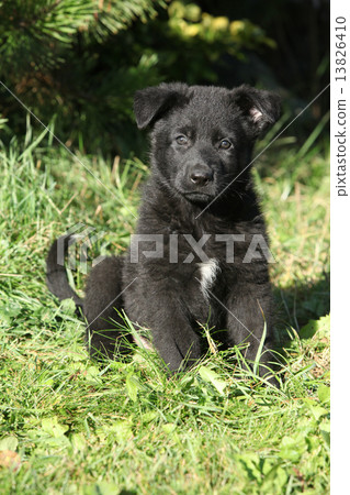 Adorable german shepherd puppy in the garden Adorable german shepherd puppy in the garden 13826410