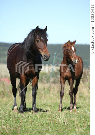 Mare of czech sport pony with its foal Mare of czech sport pony with its foal 13826418