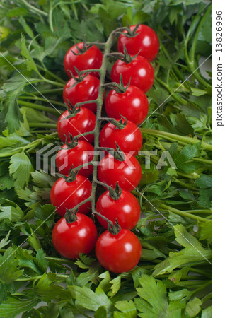 cherry tomato with green parsel 13826996