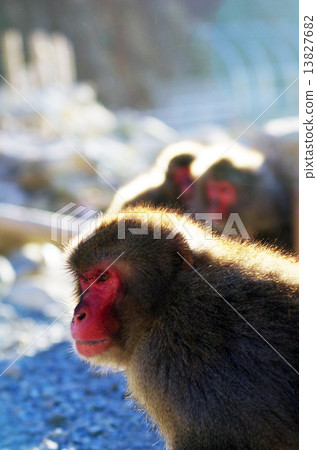 Japanese macaque 13827682