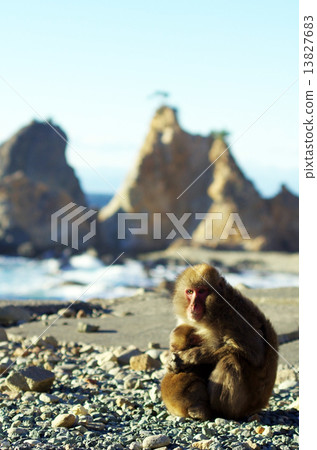 Parent and child of monkey 13827683