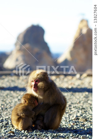Parent and child of monkey 13827684