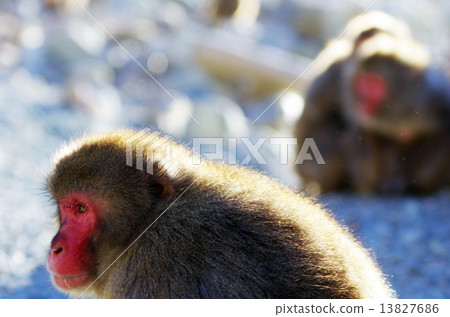 Japanese macaque 13827686