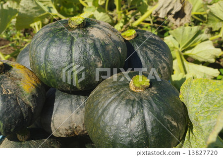 Pumpkin immediately after harvest Pumpkin immediately after harvest 13827720