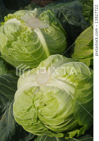 Cabbage immediately after harvest Cabbage immediately after harvest 13827722