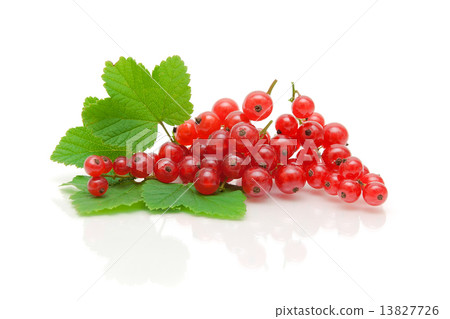 red currant berries and green leaves on a white background with red currant berries and green leaves on a white background with 13827726