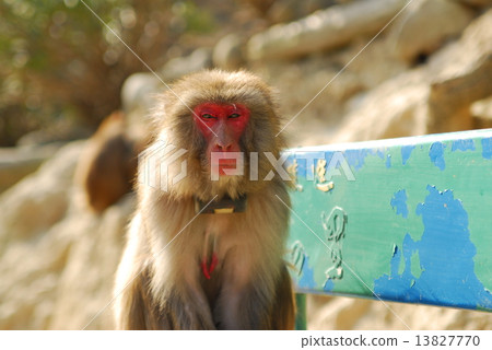Monkey of the Awaji Island Monkey Center 13827770