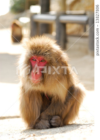 Monkey of the Awaji Island Monkey Center 13827806