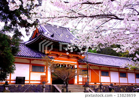 Cherry blossoms blooming in the mountain mountain hachimangu Shrine (Nara Park) 13828659