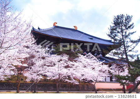 Cherry blossoms blooming at Todaiji Great Buddha statue (Nara) Cherry blossoms blooming at Todaiji Great Buddha statue (Nara) 13828681