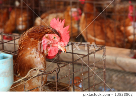 Chicken on traditional poultry farm Chicken on traditional poultry farm 13828802